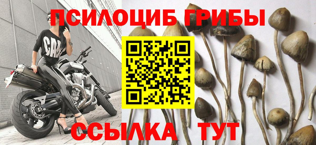 Псилоцибиновые грибы GOLDEN TEACHER Десногорск
